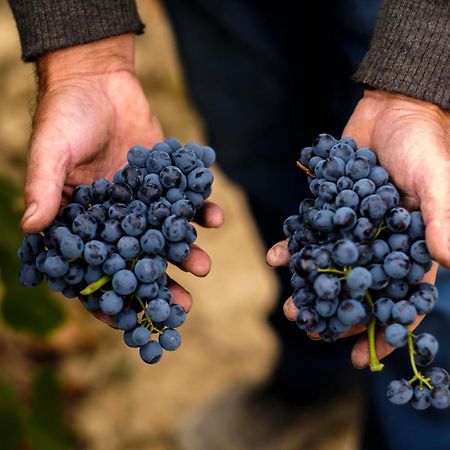 Appartamento Enoturismo Celler Piñol Batea Esterno foto