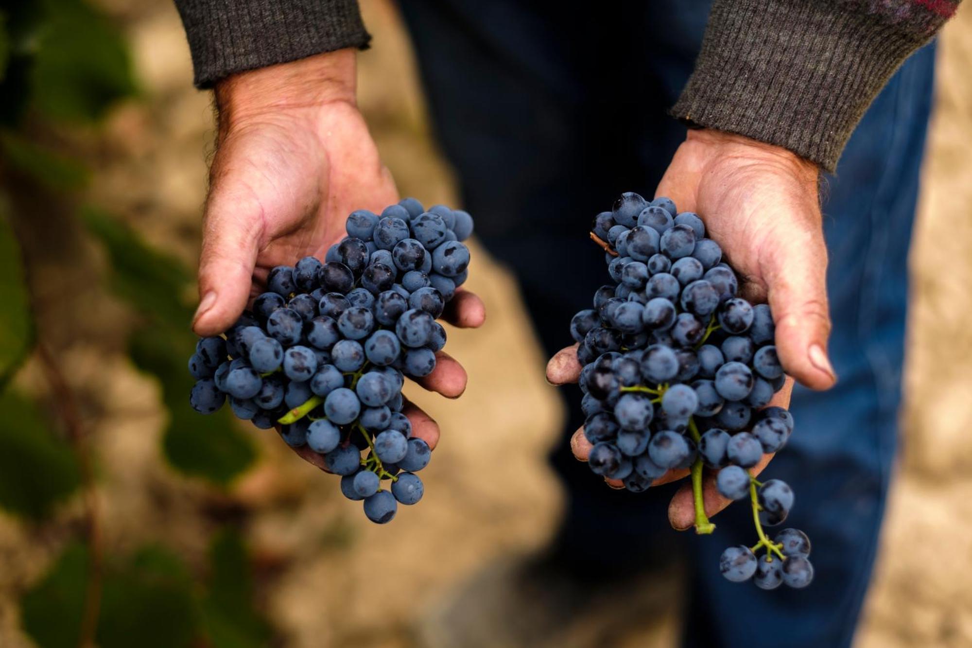 Appartamento Enoturismo Celler Piñol Batea Esterno foto