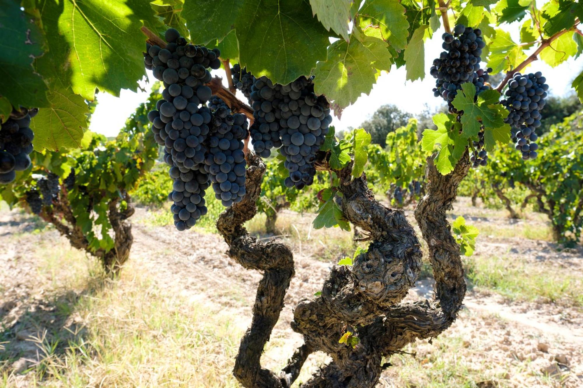 Appartamento Enoturismo Celler Piñol Batea Esterno foto
