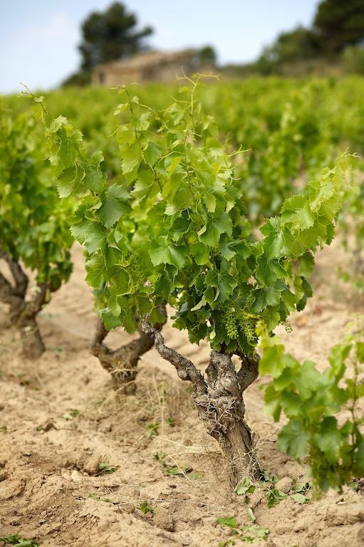 Appartamento Enoturismo Celler Piñol Batea Esterno foto